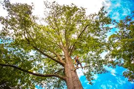 Best Tree Removal  in Jenison, MI