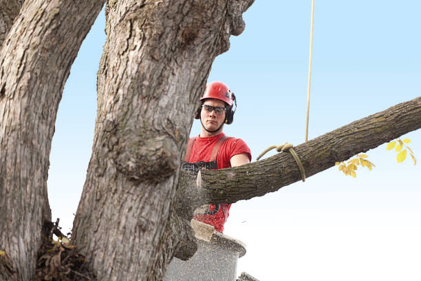 Trusted Jenison, MI Tree Removal Services Experts